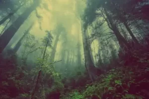 Effects of nature on health 4
